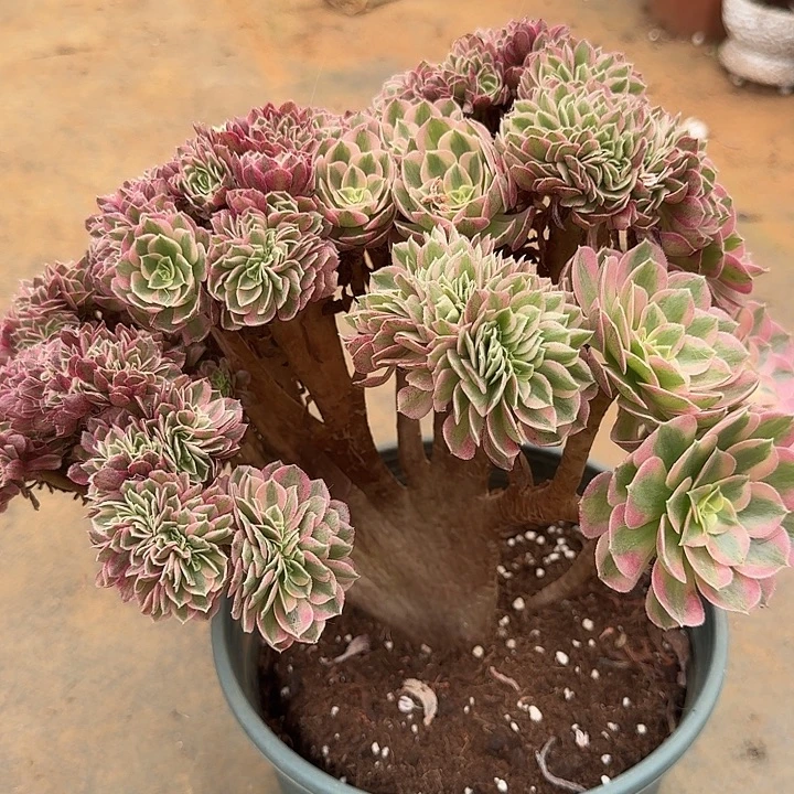 倾城法师朵朵缀化