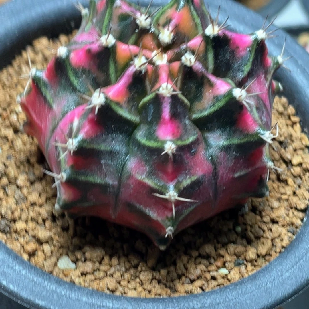 当前无花朵，栽培后可花朵粉狐狸