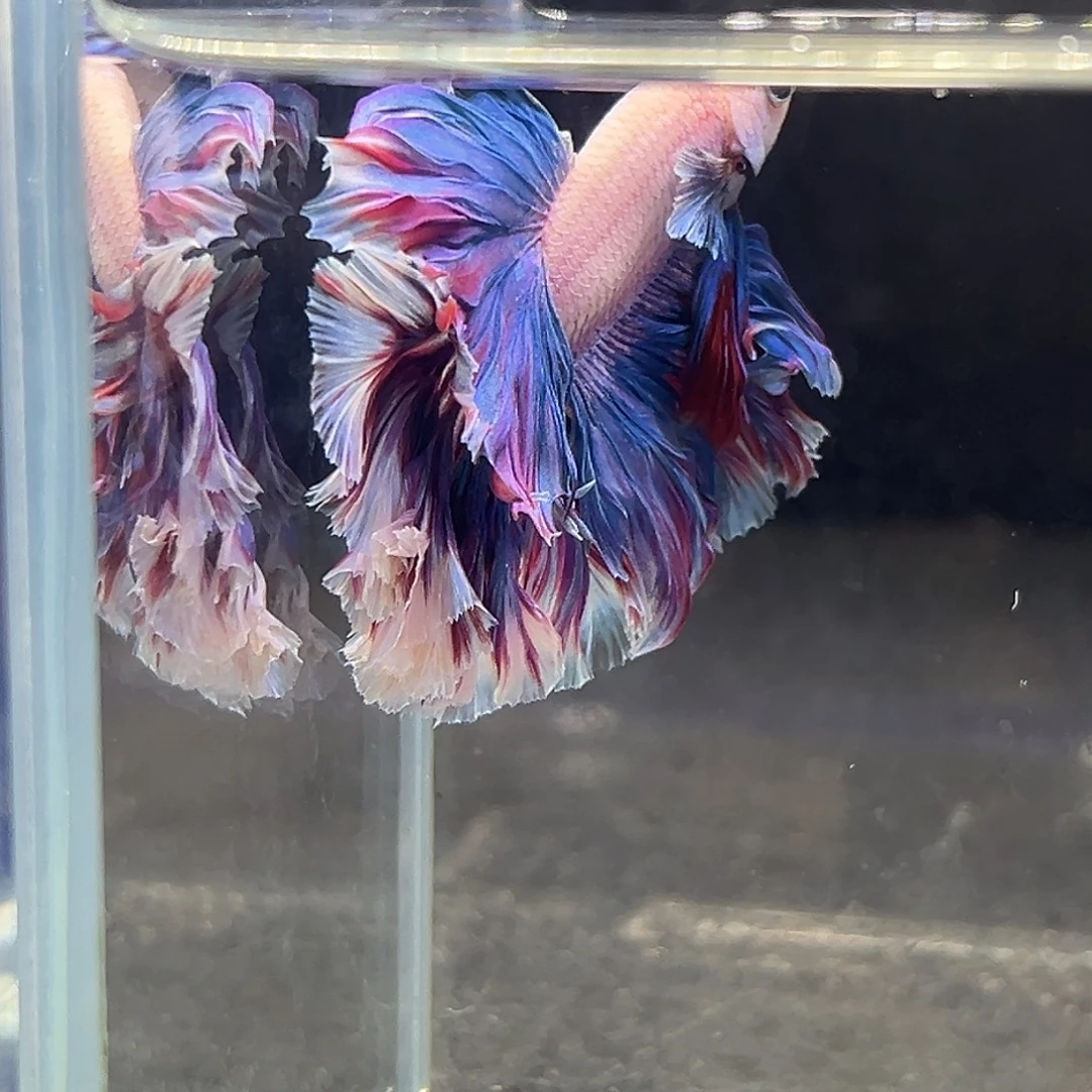 斗鱼7号三千蓝紫色