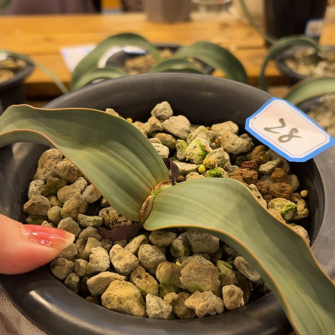 汤圆植物有金线百岁兰28