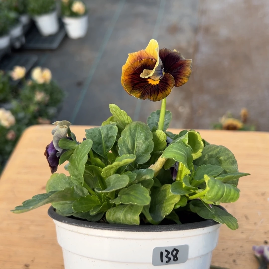 红陶抖音直播闪拍138