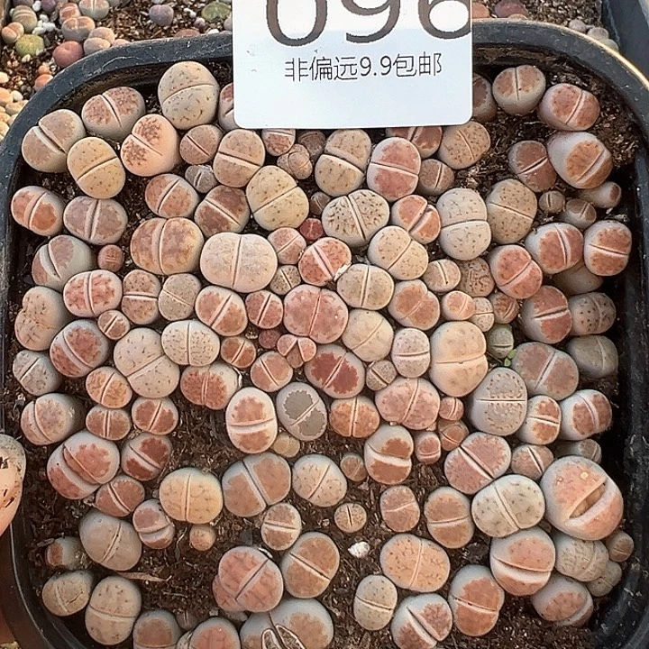 花纹玉混合096生石花