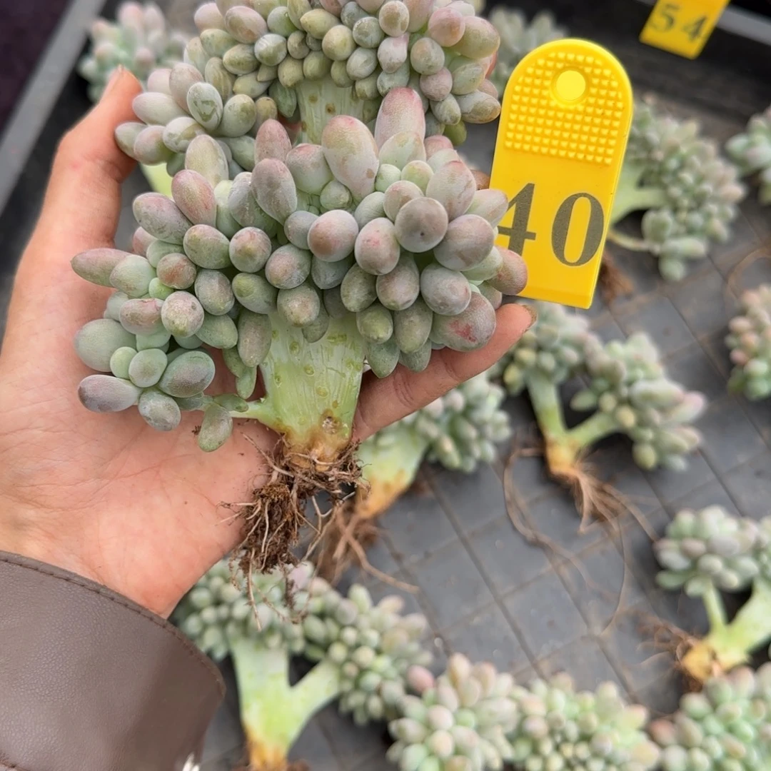 小***儿汤圆缀化一物一拍40