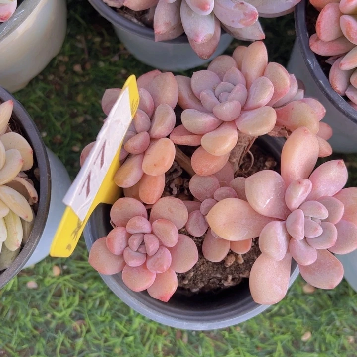 健健康康平平安安