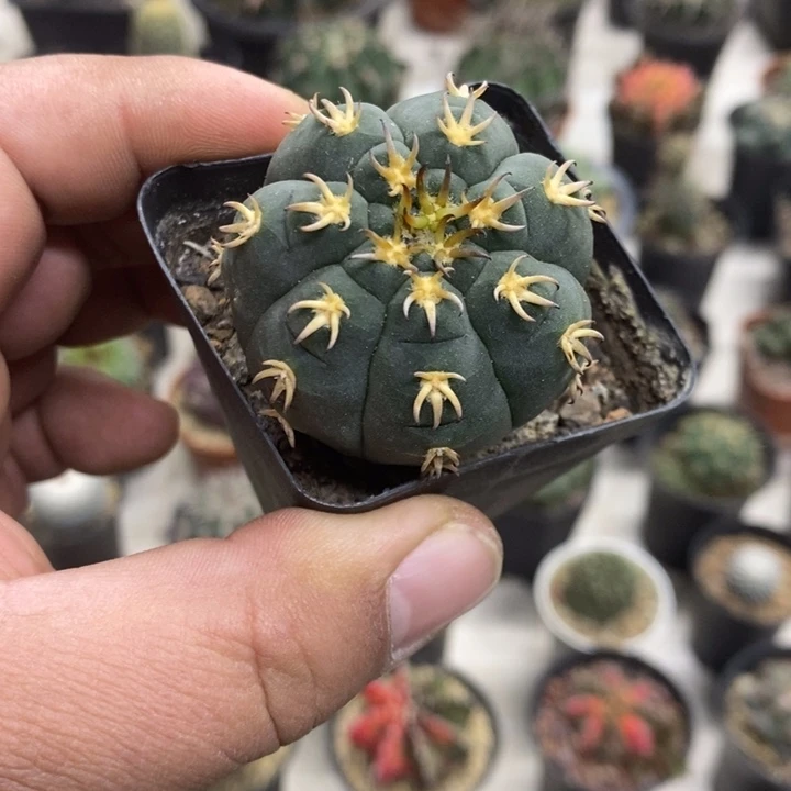 实生猫爪特价福利