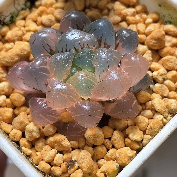 645潘燈錦一物一拍
