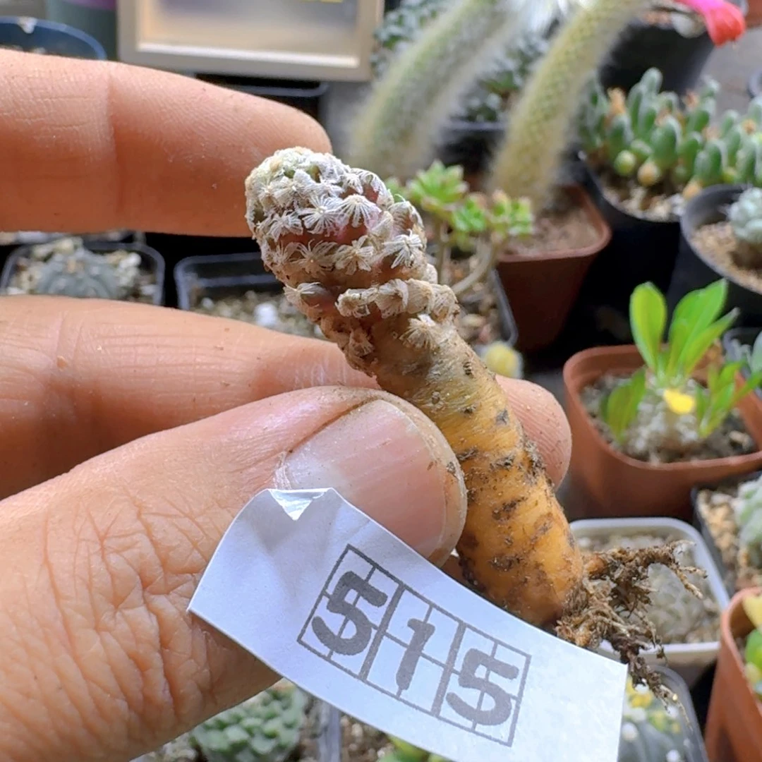 515黛丝疣脱土发货有疤特价