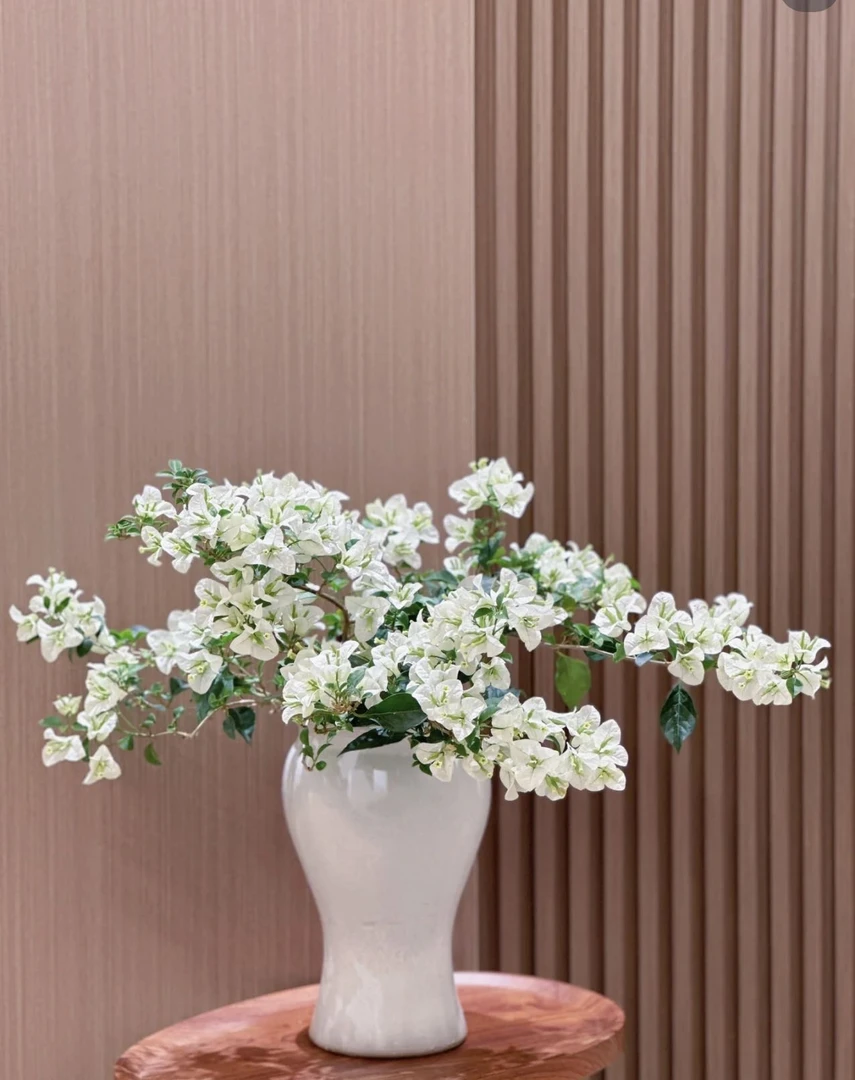 【新疆包邮】白雪公主三角梅基地直发