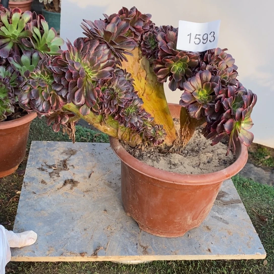 水果糖缀化1颗多肉1593号的