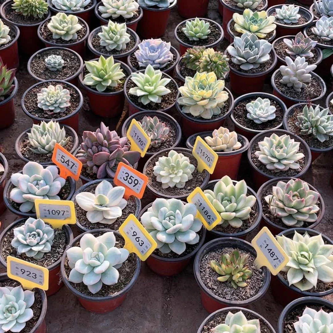 【闪购商品】无花朵乐*卢五颗香槟