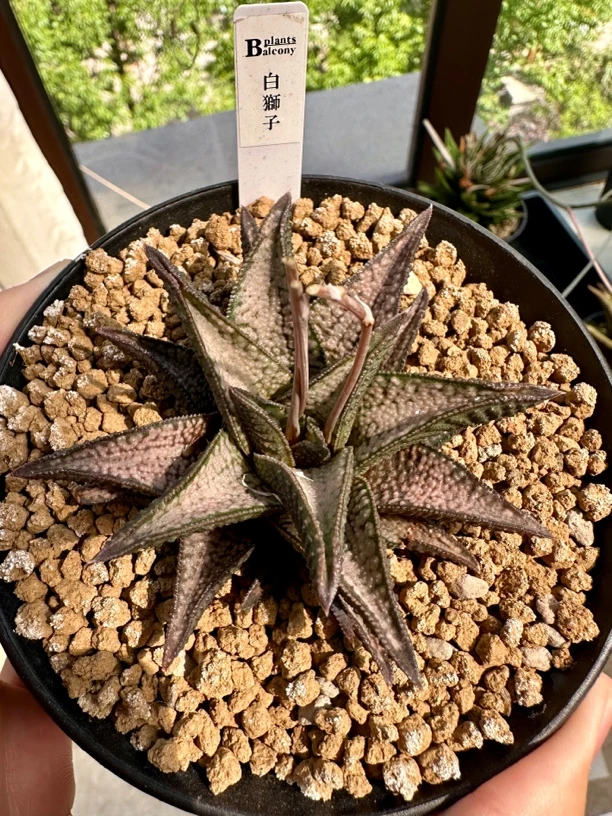 日本雅虎输入，BP出品，白狮子，开花株