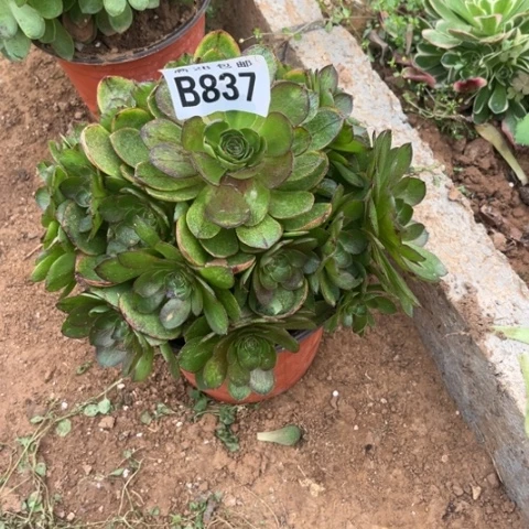 837万拉丝不包断枝