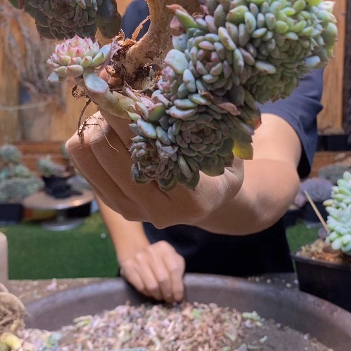 芯***熙255 号白胖子多肉植物