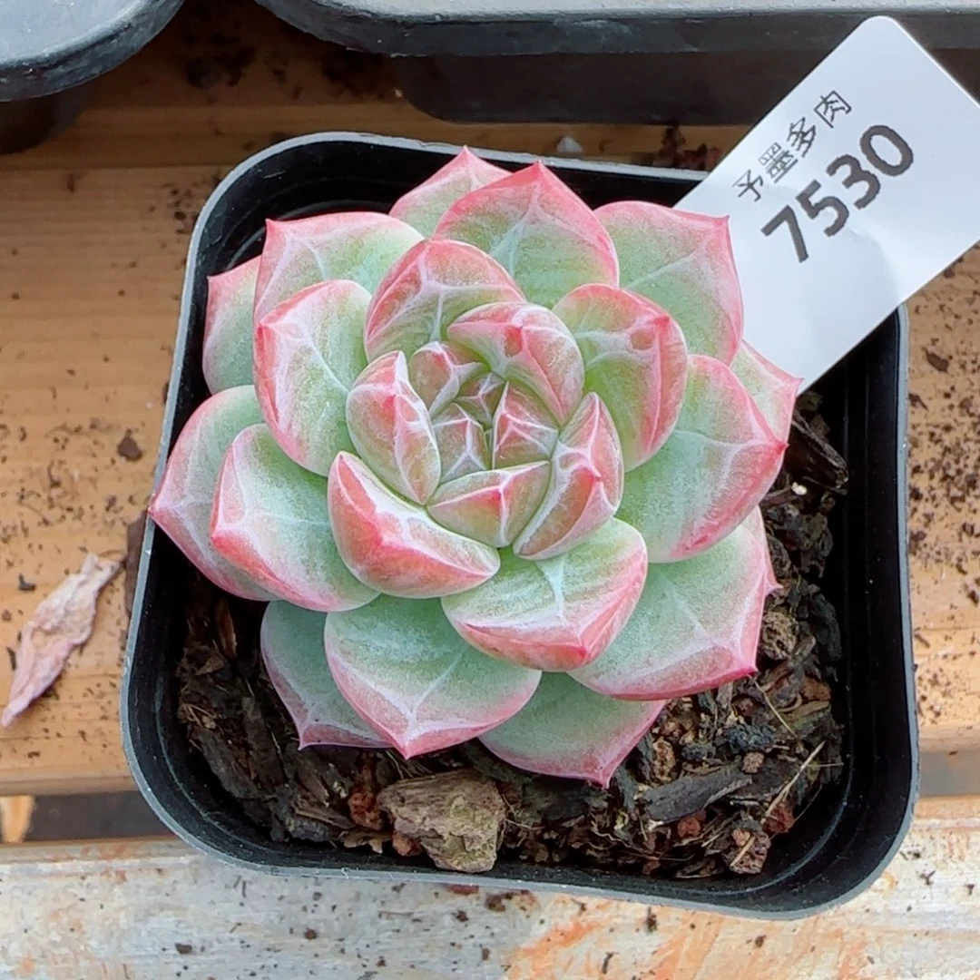红草莓，7530多肉植物