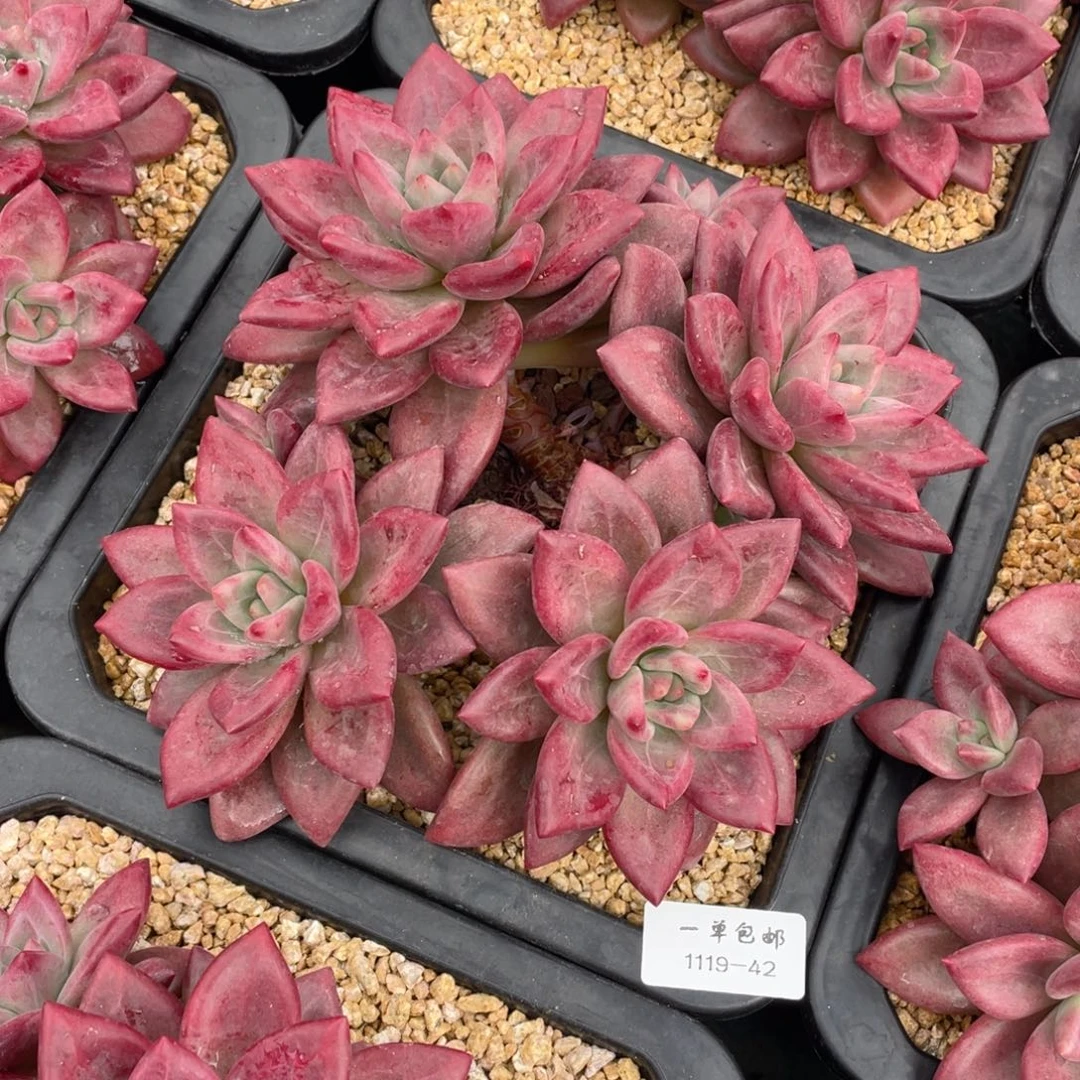 简***己1119-42赫菲斯托。。。，，，