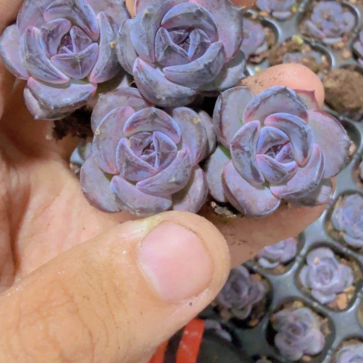 黑橙三颗一组王炸