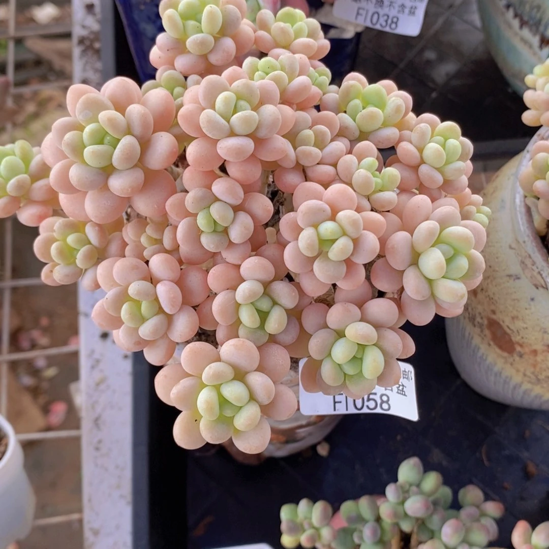 洛可可10cm1058多肉植物
