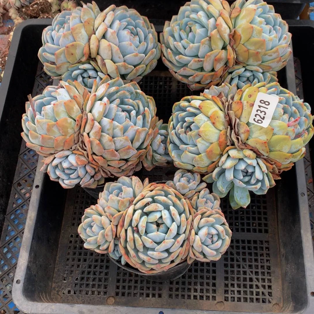 缘***)62318五个嗯嗯嗯嗯好喜欢