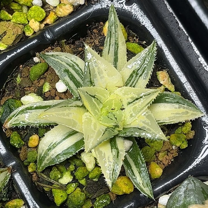 398实生寿锦脱土发货