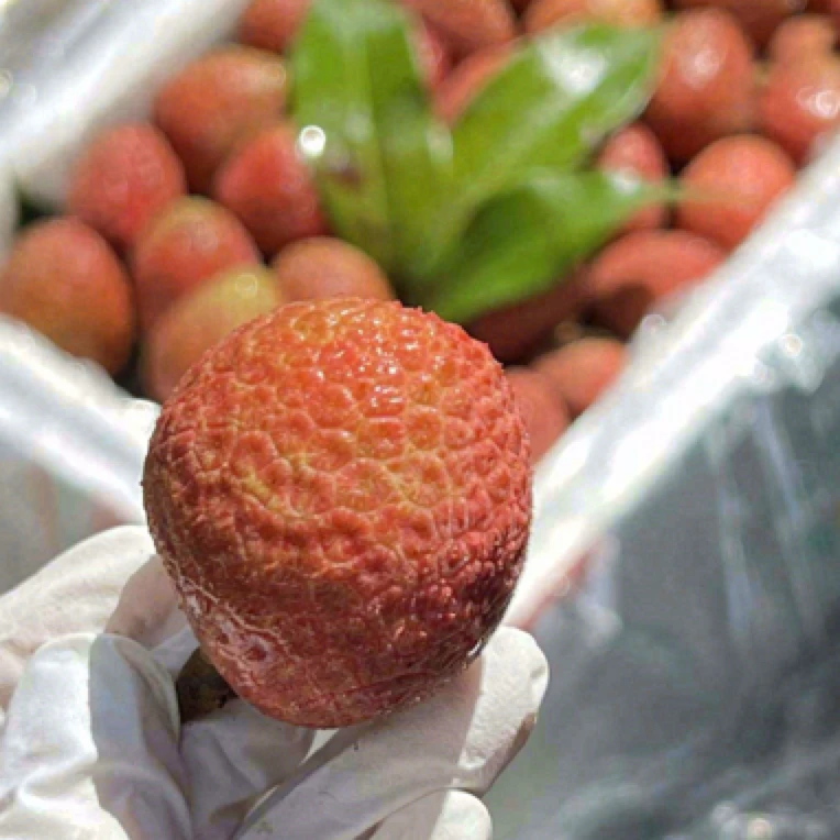 【小时达】白糖罂荔枝1盒1斤荔枝同城送荔枝同城送上海市