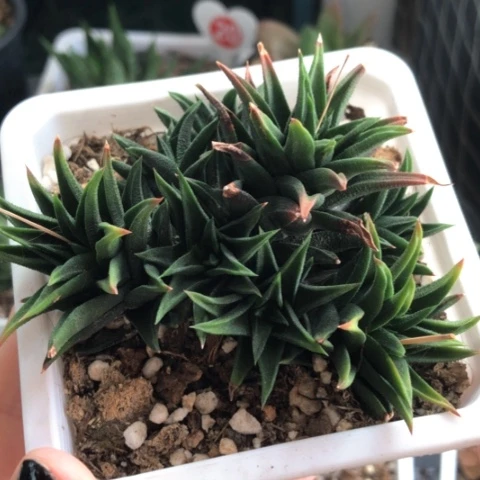 原始硬叶群带盆发货哈哈哈哈