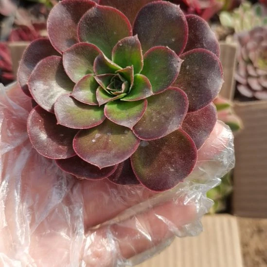 魅金玫瑰法师多肉法师6