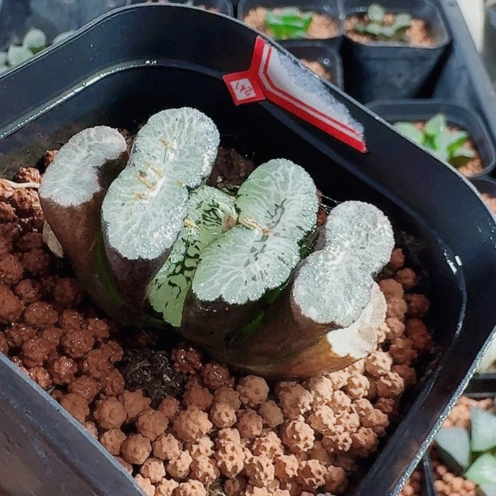 十二卷实生玉扇 特选福利