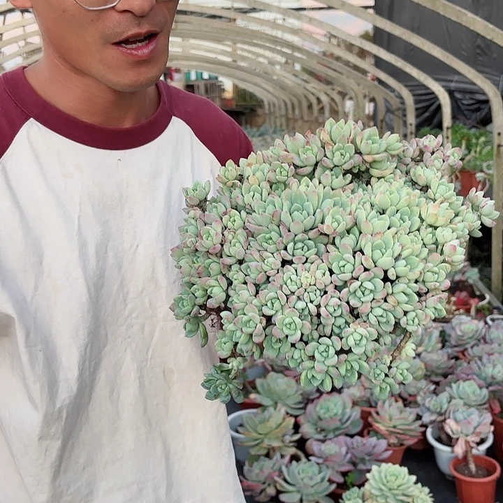 桃酥群生清货福利