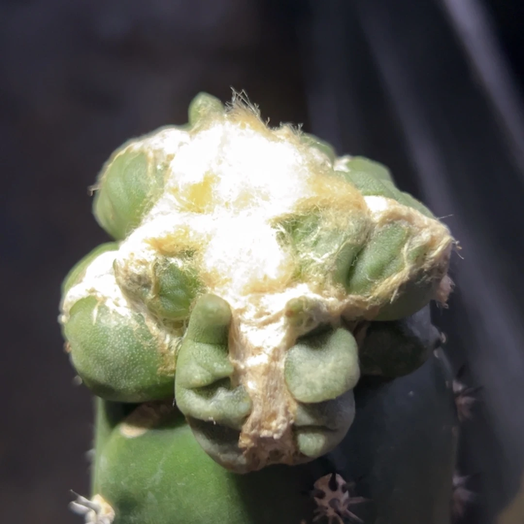 640 仙人球和一个小可爱