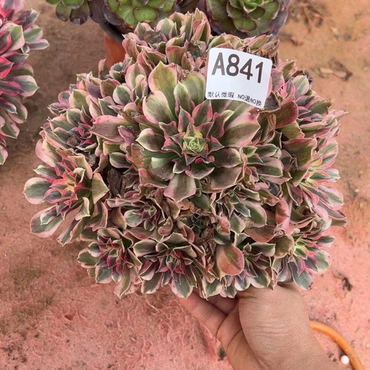 男神多肉植物841.