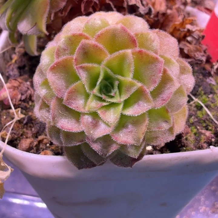 hd303 飞天惊鸿侧芽