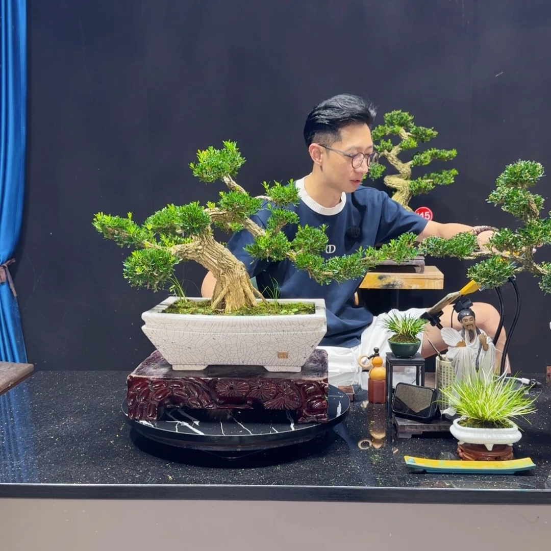 无花朵黄杨室内室外盆景艺术