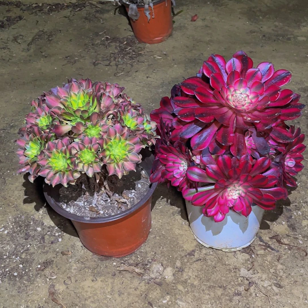 多肉法师植物老桩套餐福利