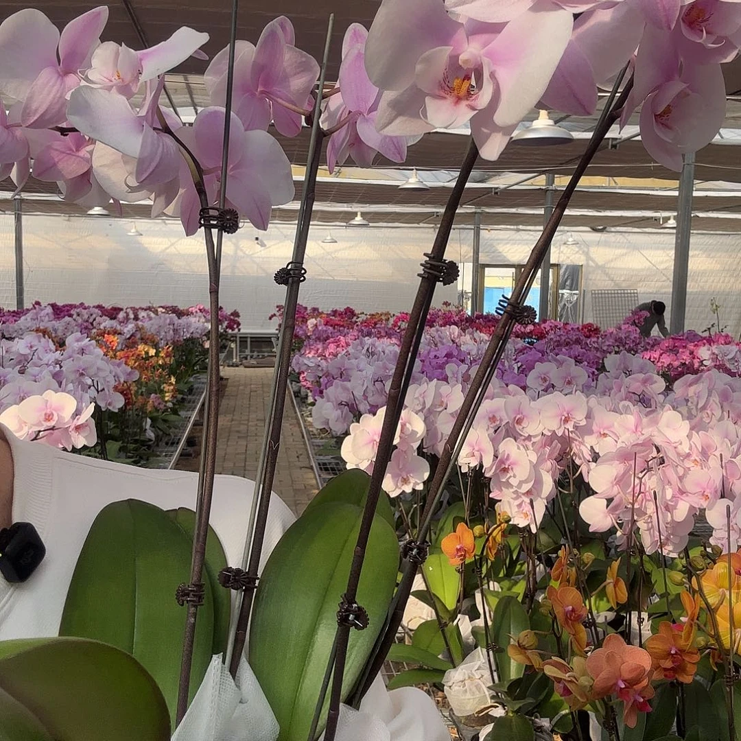 完全开放阿尔提亚双 2颗