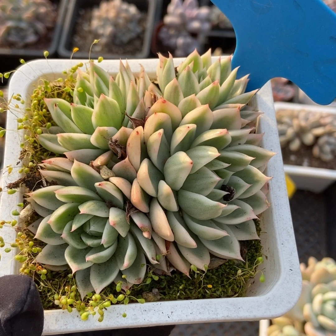 1022蝴蝶飞锦多肉植物