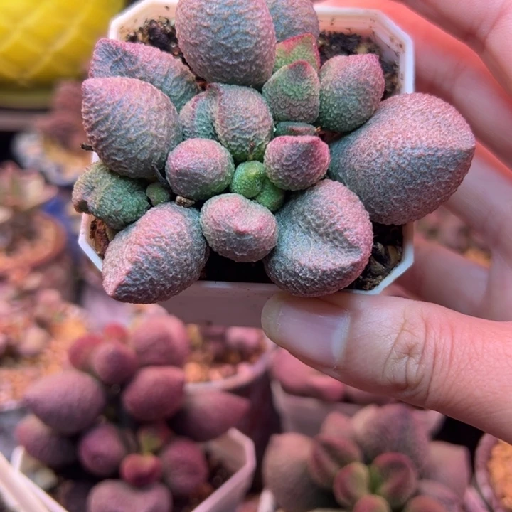 水蜜桃。