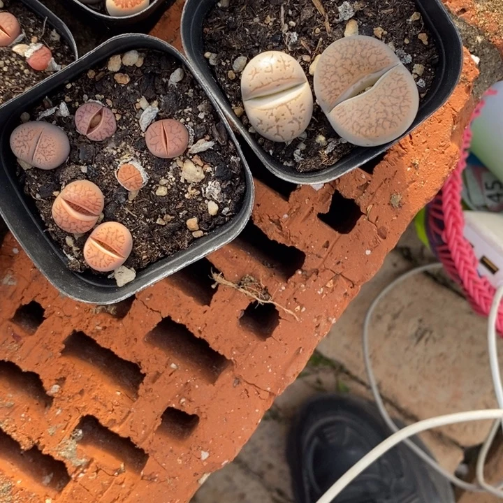 我***天生石花等植物的861