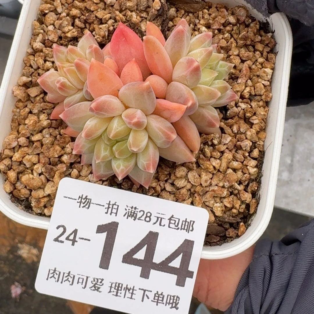 胖体青花瓷无盆土发货无盆