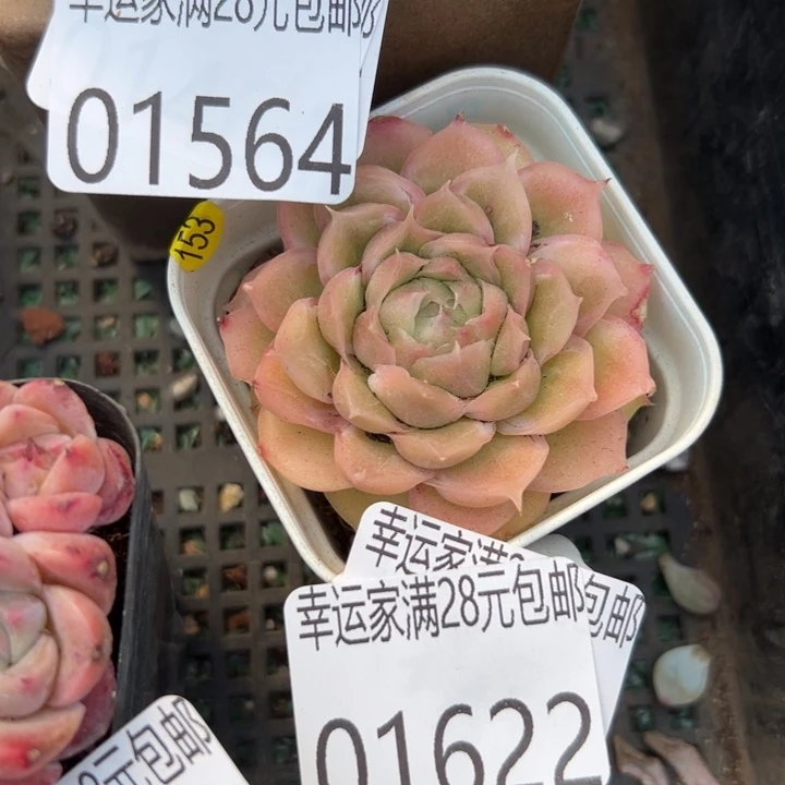 幸运的人是你啊你的