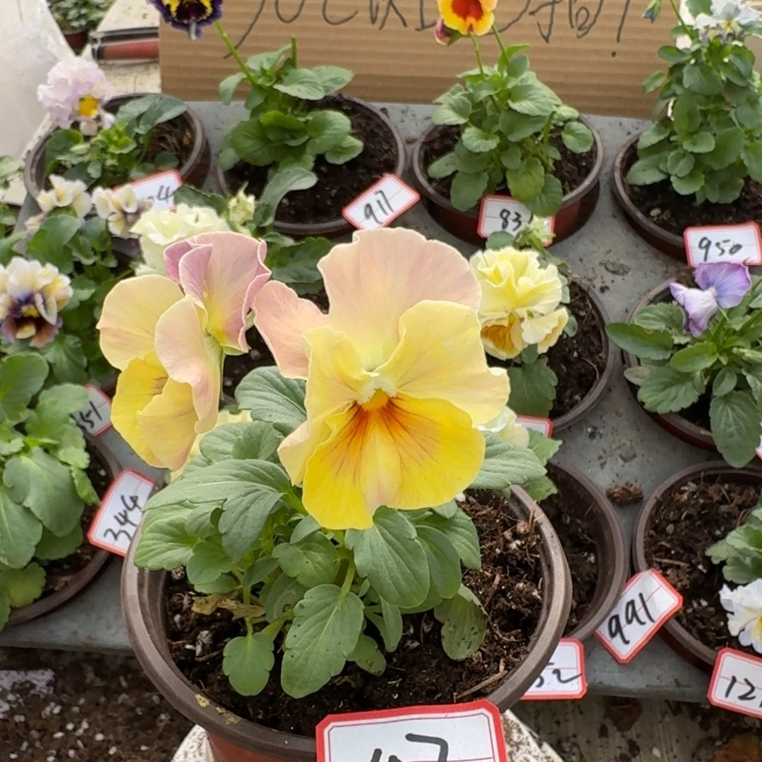 大部分花苞少量开放107