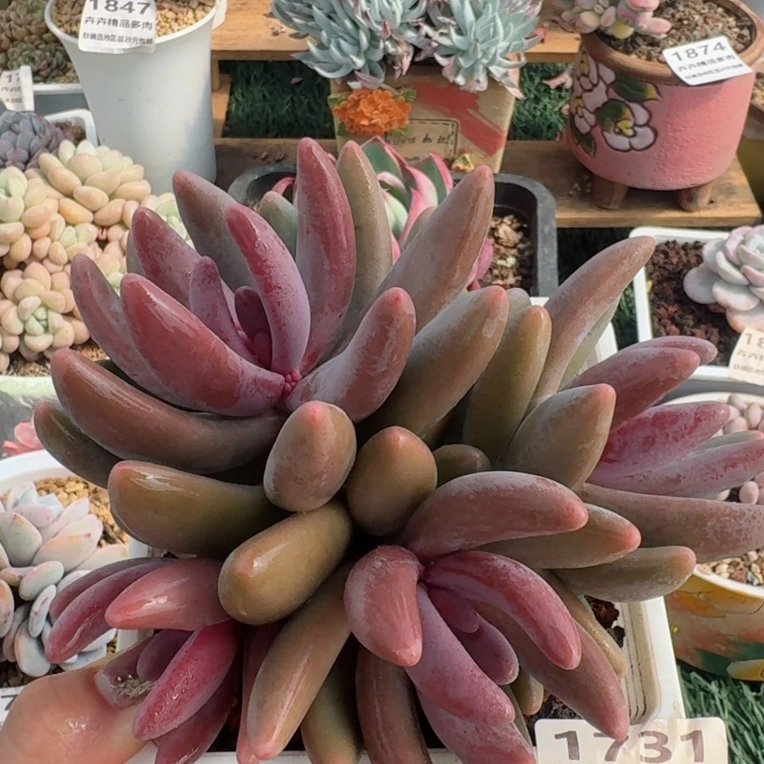 1731一物一拍（满28包邮）