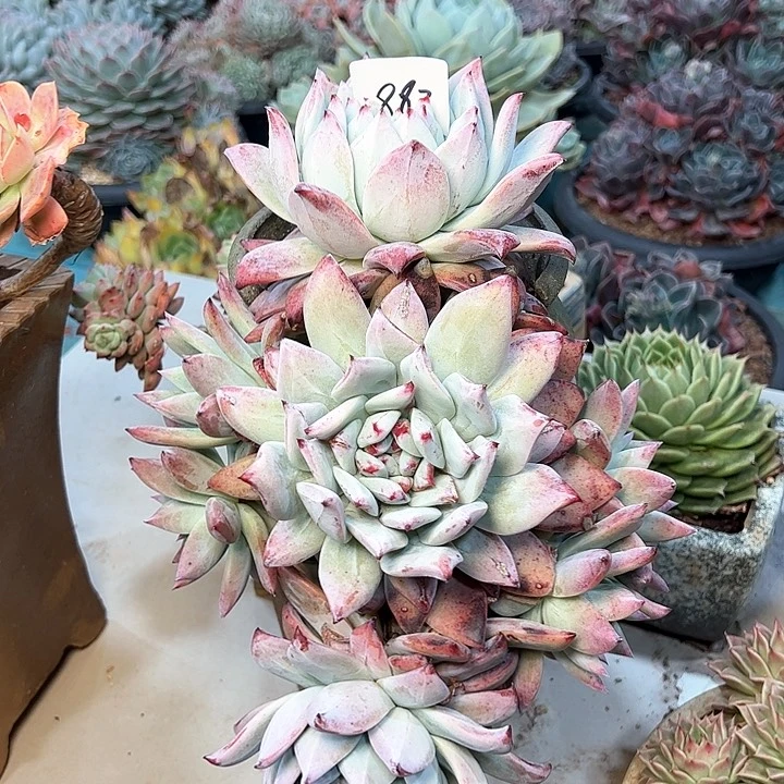 ?****?883///////////////////