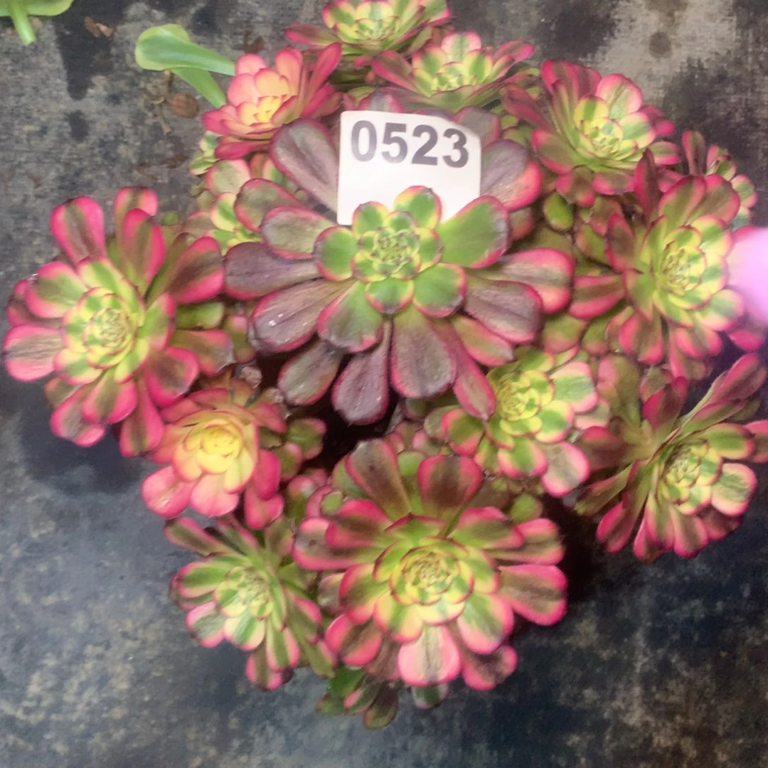 新***月维纳斯523法师多肉植物3500000