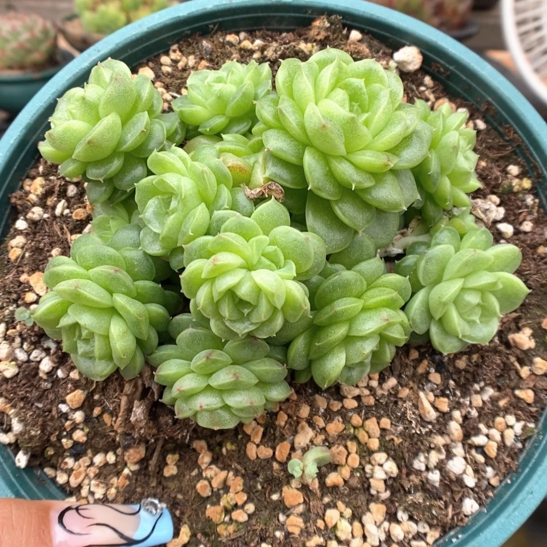 朵朵麦秆群生可拍。