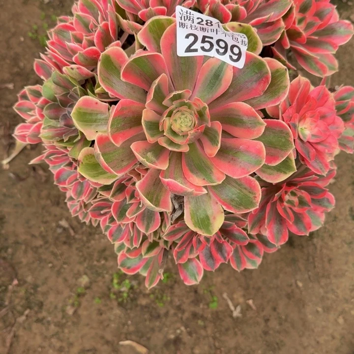 2599南女妖多肉植物