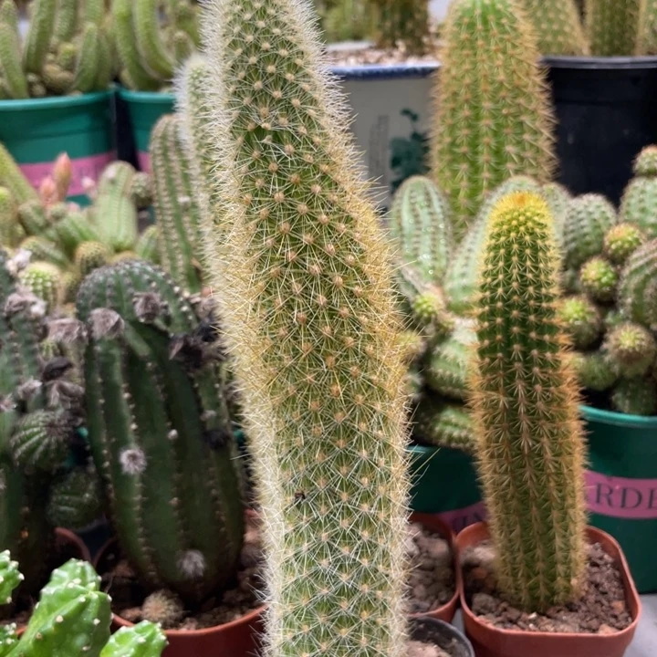 自根新品狐妞一杯