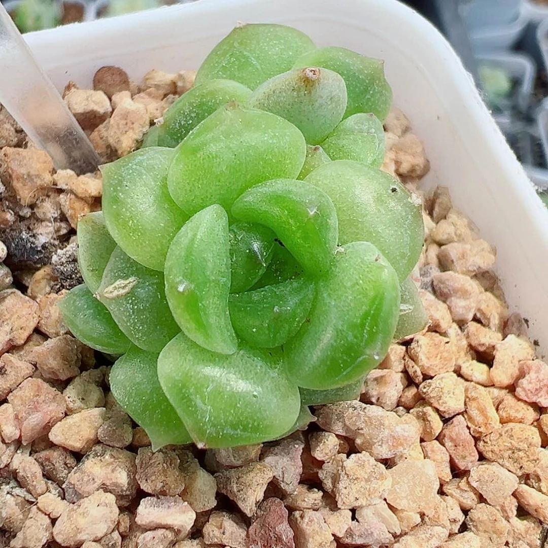 812噶好可爱啊好可爱啊好