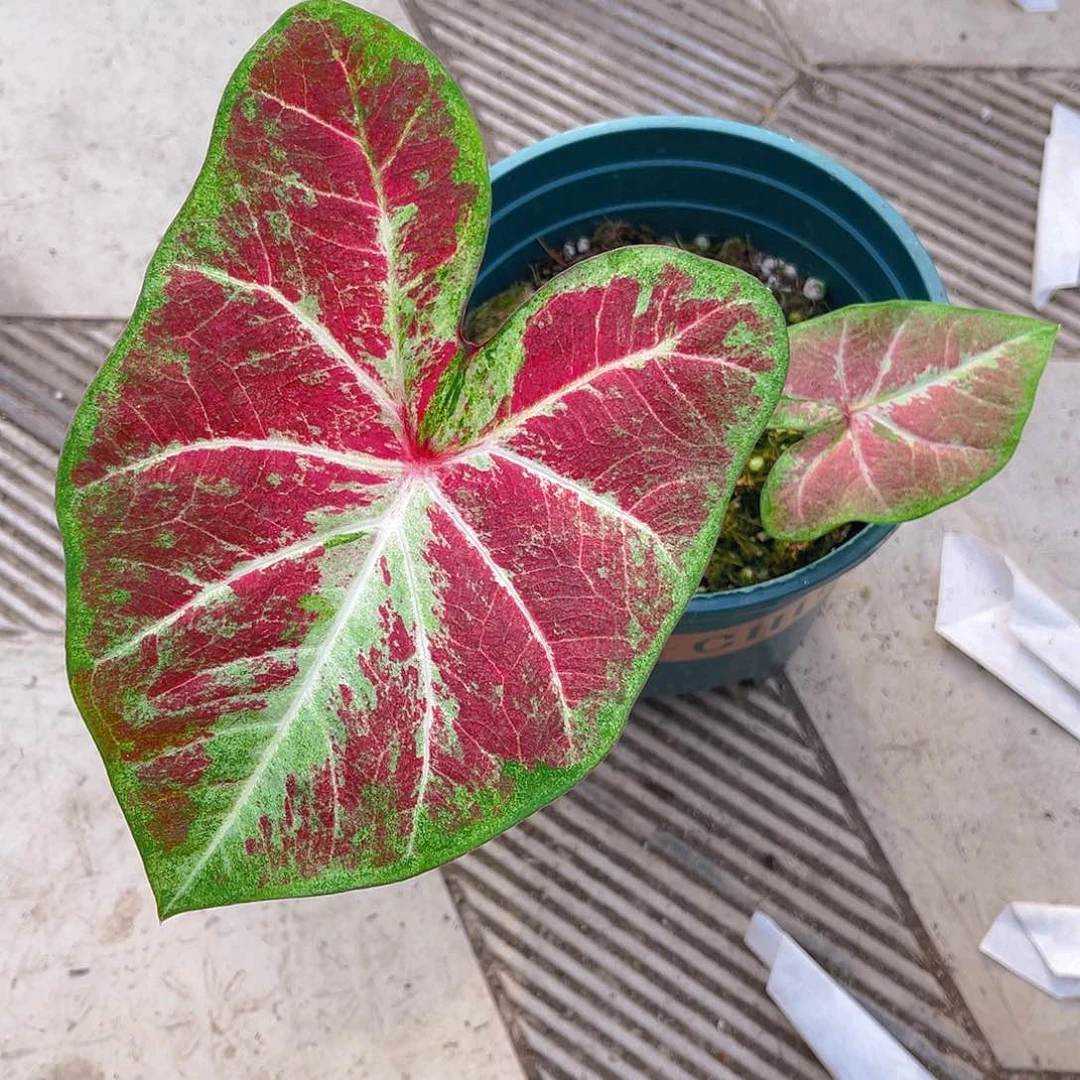 完全开放泰彩一物一拍9529