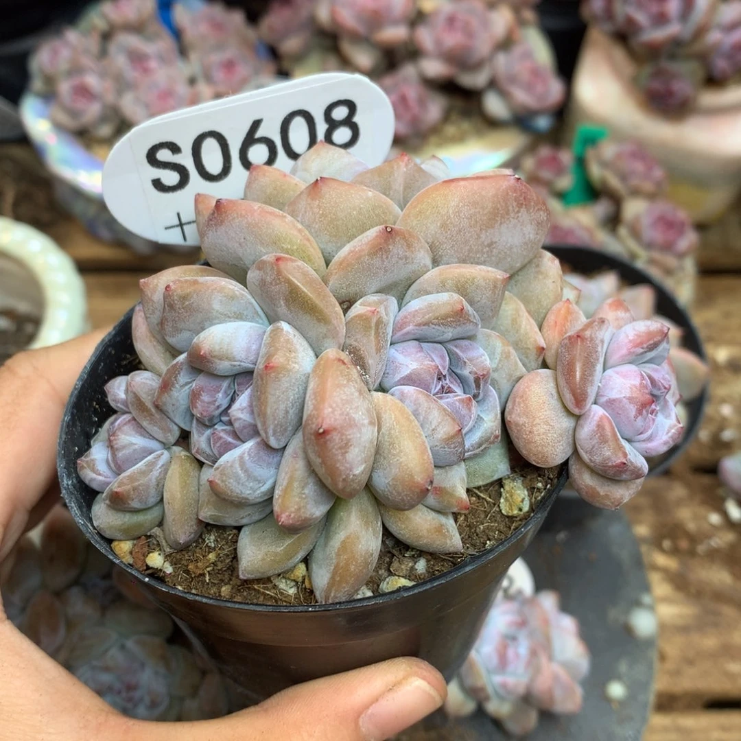 S0608 突尼斯 背景同款7头