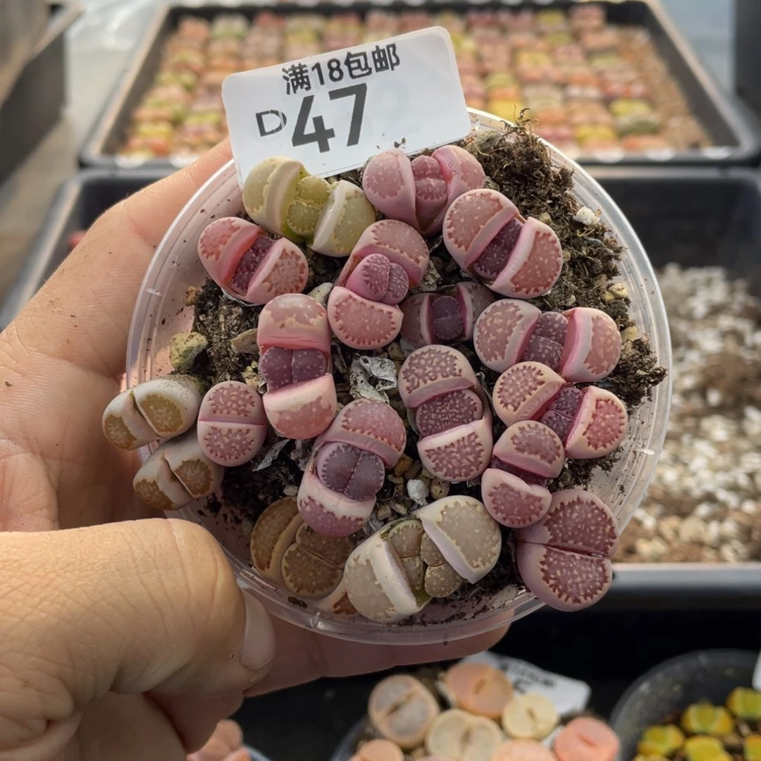 红陶000000000000047